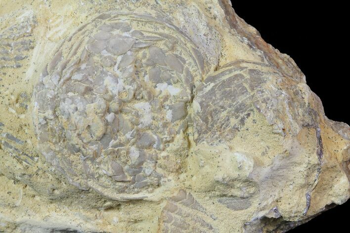 Two Edrioasteroid Fossils - Cedar City Formation, Iowa #68865